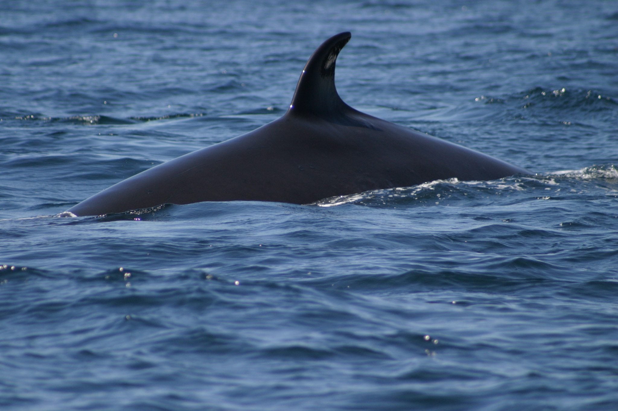 Mass stranding of baleen whales discovered in Chile - Whale & Dolphin