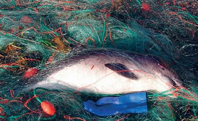 WDC joins new project helping to prevent whale and dolphin entanglement in  fishing gear - Whale & Dolphin Conservation Australia