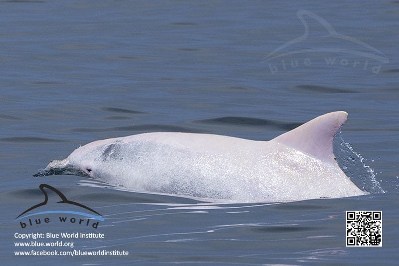 Albino Delfin Im Mittelmeer Beobachtet Whale And Dolphin Conservation Deutschland