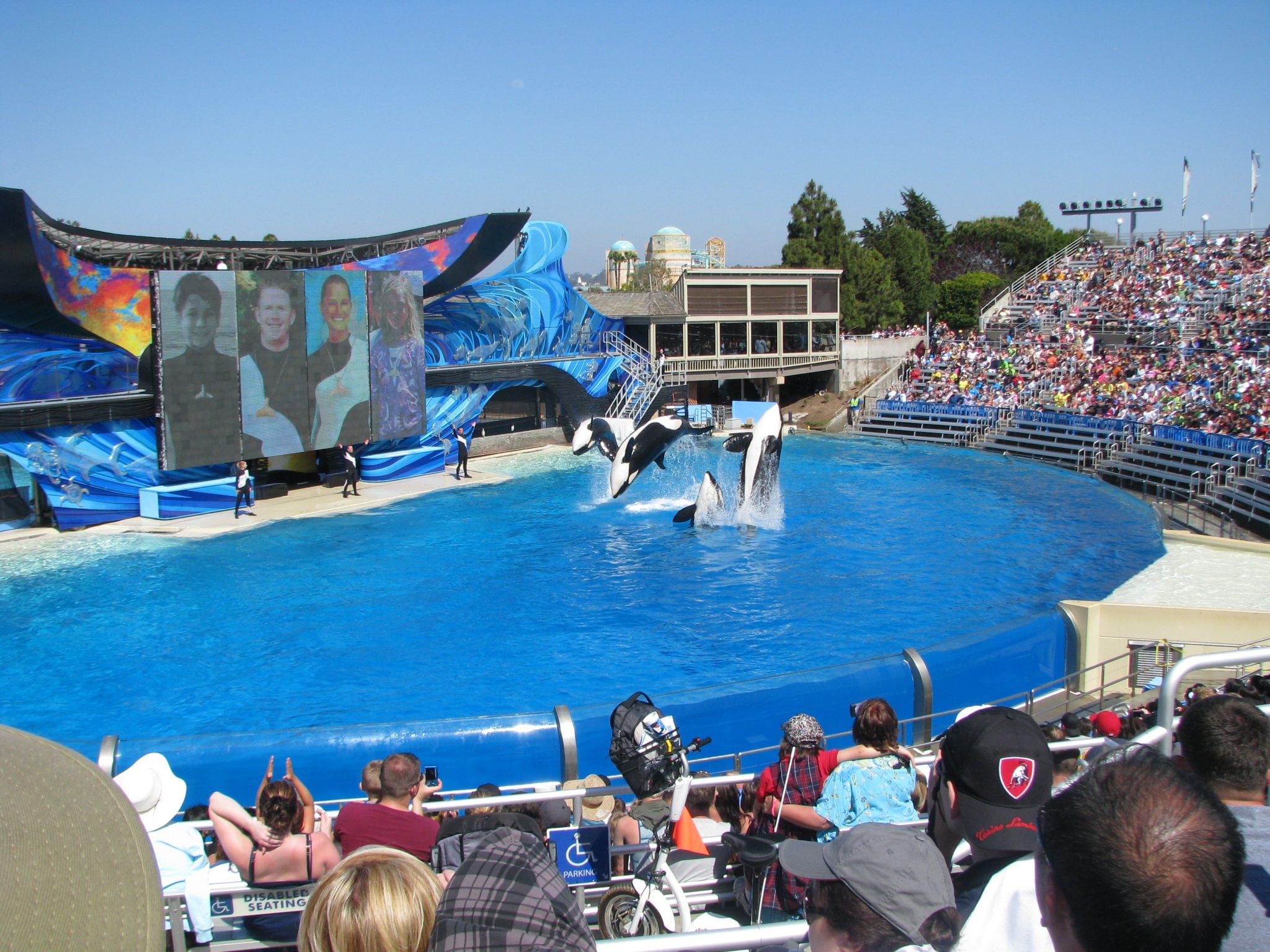 SeaWorld San Diego: Ende der Orca-Shows - Whale and Dolphin