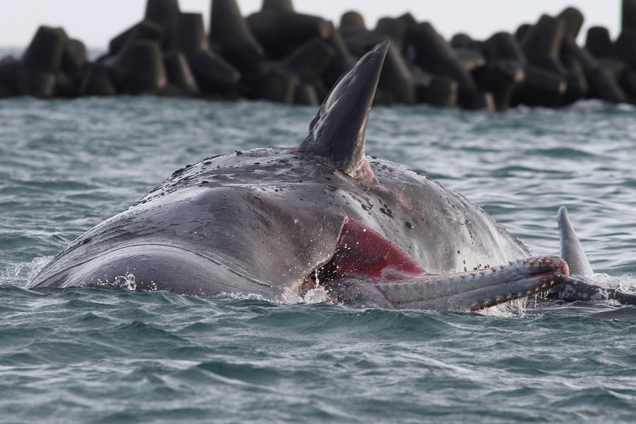 Pottwal In Holland Gestrandet Whale And Dolphin Conservation Deutschland