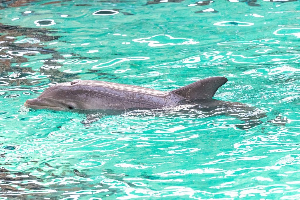 Delfin Dobbie in Duisburg