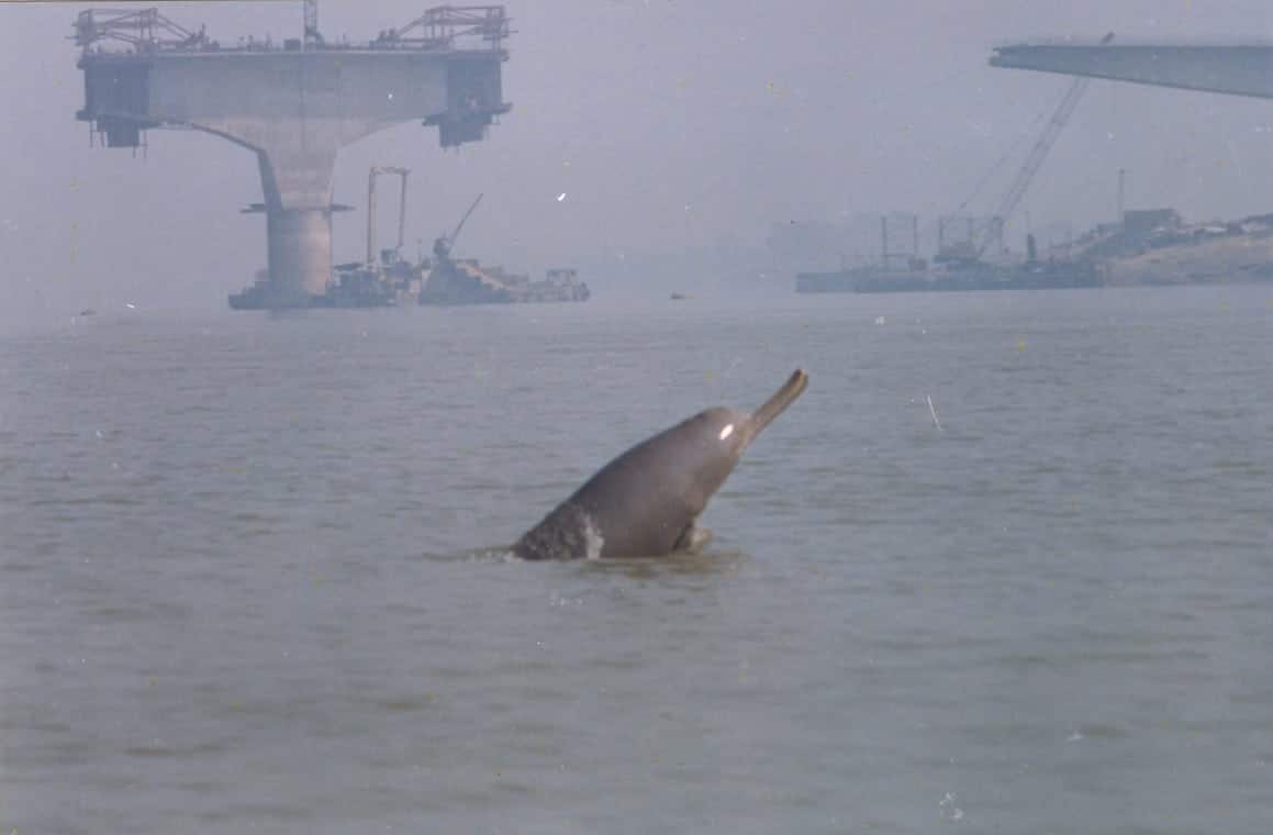 Endangered Gangetic dolphin strays into polluted canal in West Bengal, dies