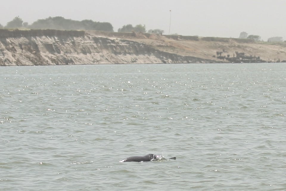 Bengal moves closer to setting up India's second dolphin community reserve