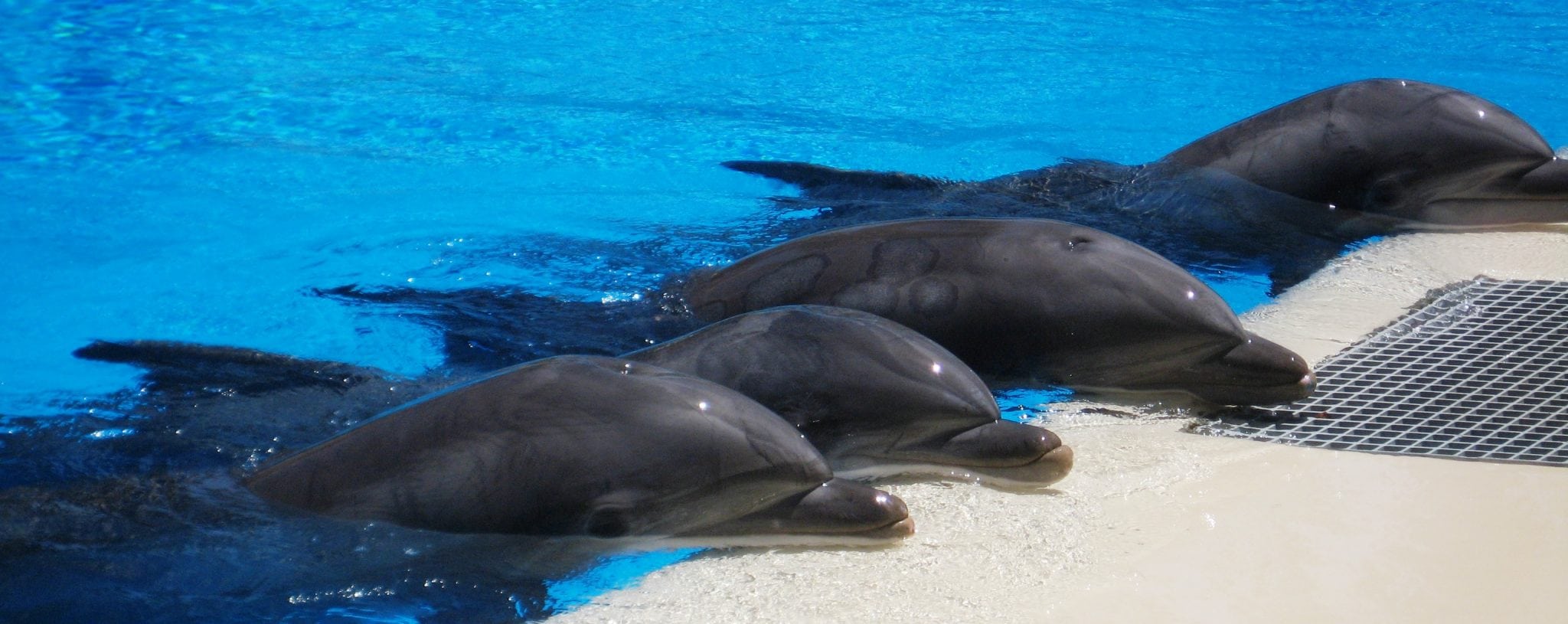 Controversial captive dolphin facility to close following another dolphin death