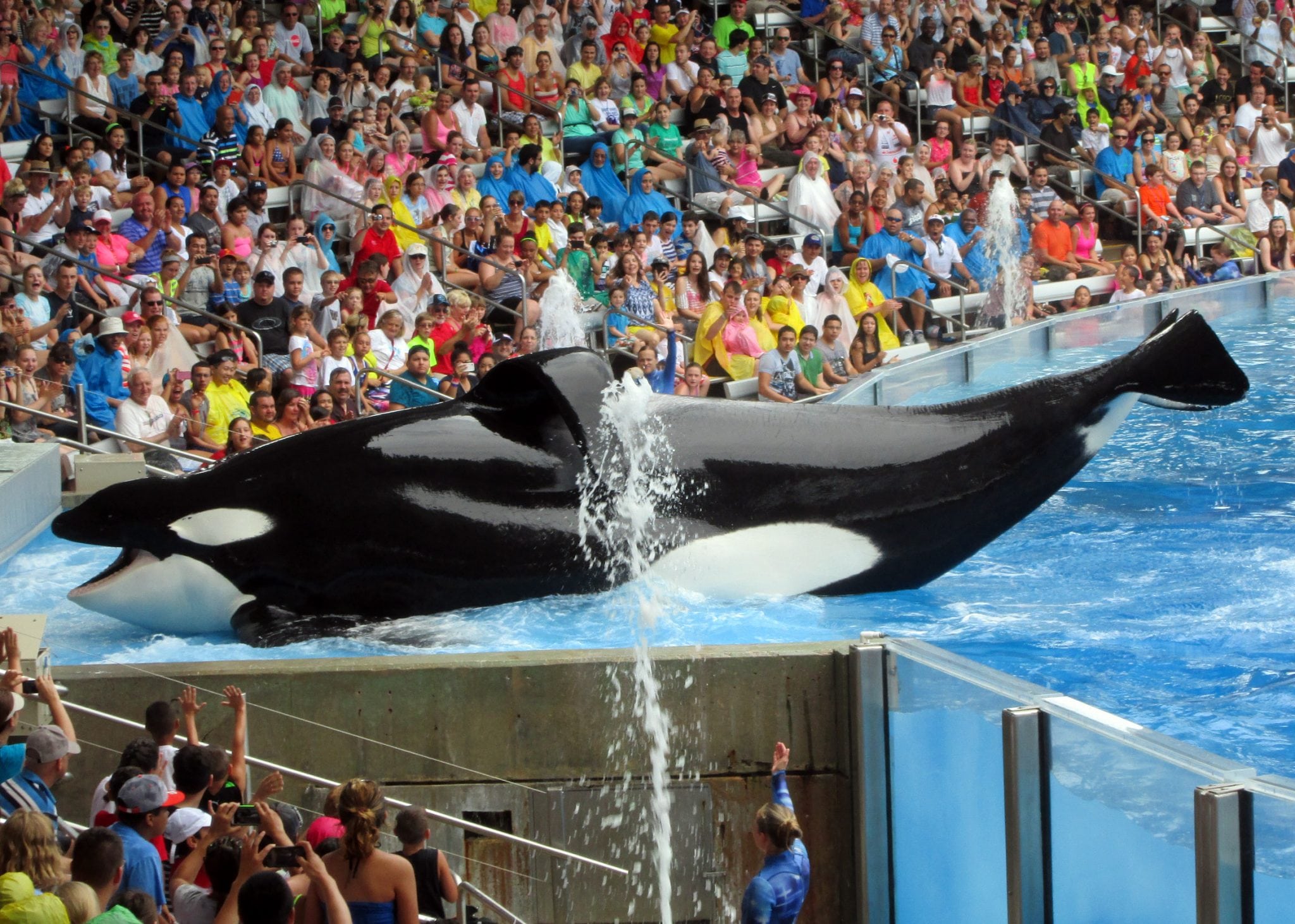 SeaWorld confirms Tilikum died of pneumonia Whale & Dolphin