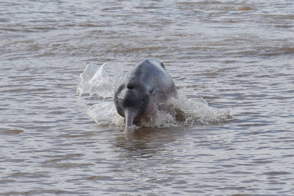 River dolphin - Whale & Dolphin Conservation USA