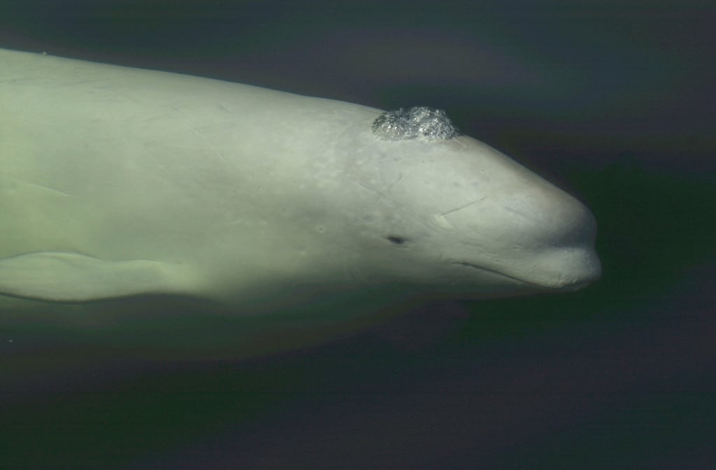 least brain damaged beluga fans : r/youngpeople
