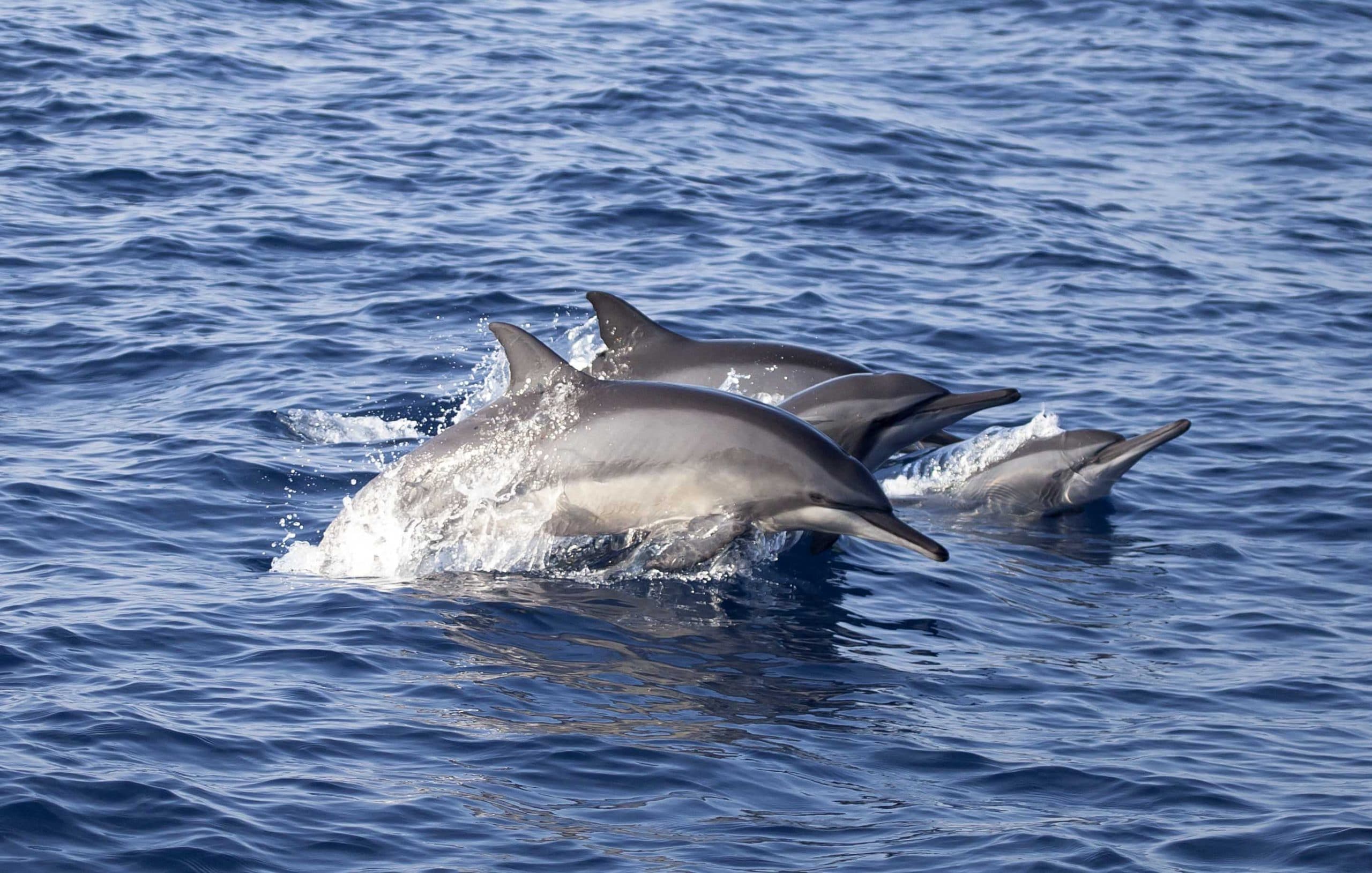 Дельфин в Индонезии