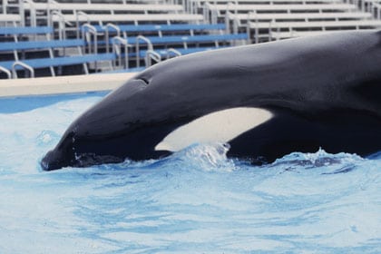 Orca im Betonbecken
