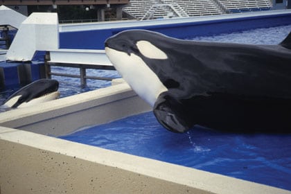 orcas_swsd_socializingthroughbarriers