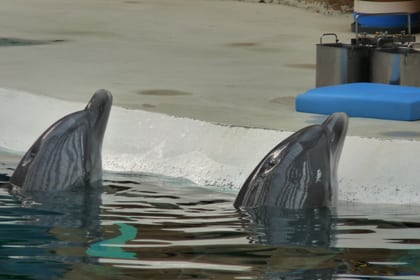 bottlenose_dolphins_captive_animalpublic