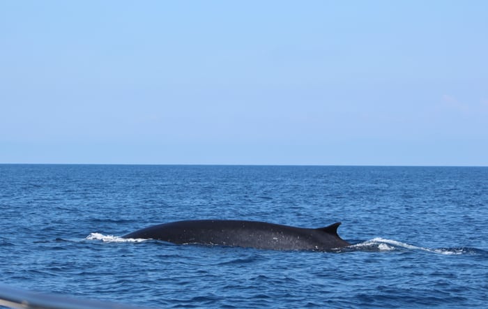 Finnwal im Pelagos Schutzgebiet, Mittelmeer
