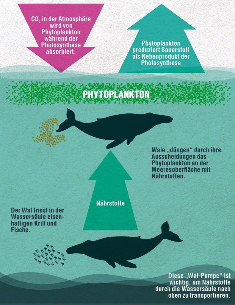 Infografik phytoplankton