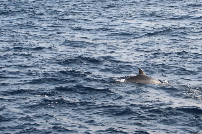 Blauwale Beobachten In Mirissa Sri Lanka Whale And Dolphin Conservation Deutschland