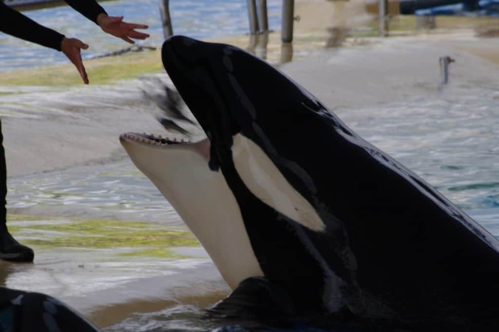 Orca wird gefüttert
