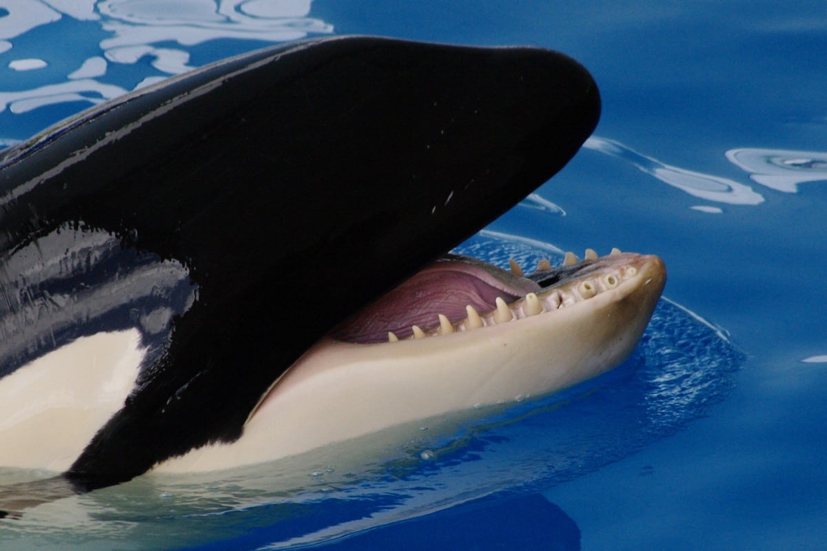 Neue Studie Zahnprobleme Bei Orcas In Gefangenschaft Whale And Dolphin Conservation Deutschland