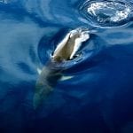 antarctic-minke-whale-fabian_ritter-4