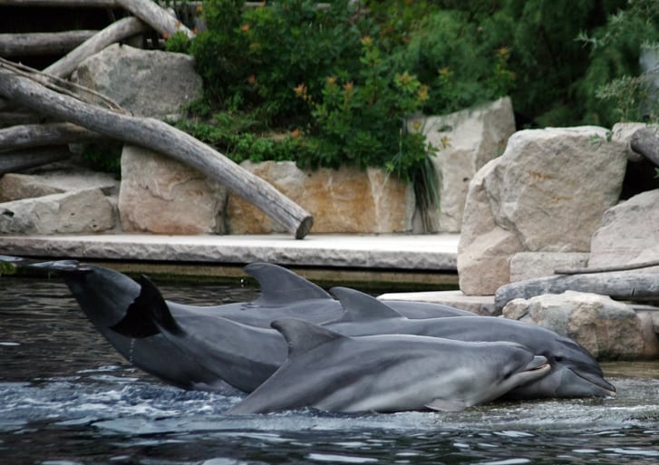 Delfinlagune Nürnberg