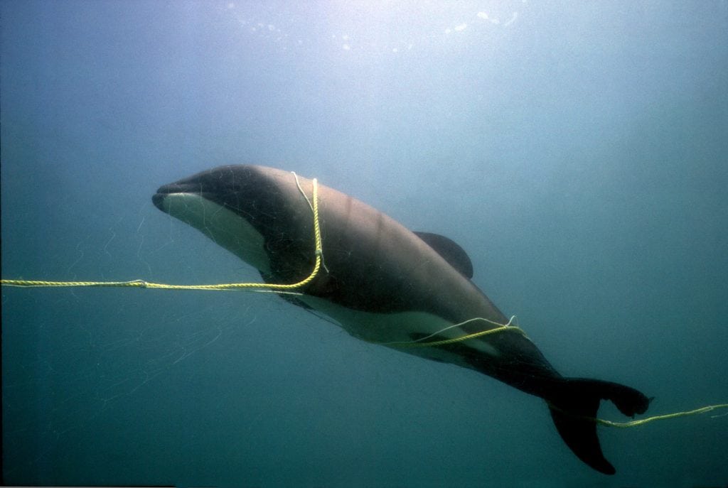 Neuseeland-Delfin Beifang