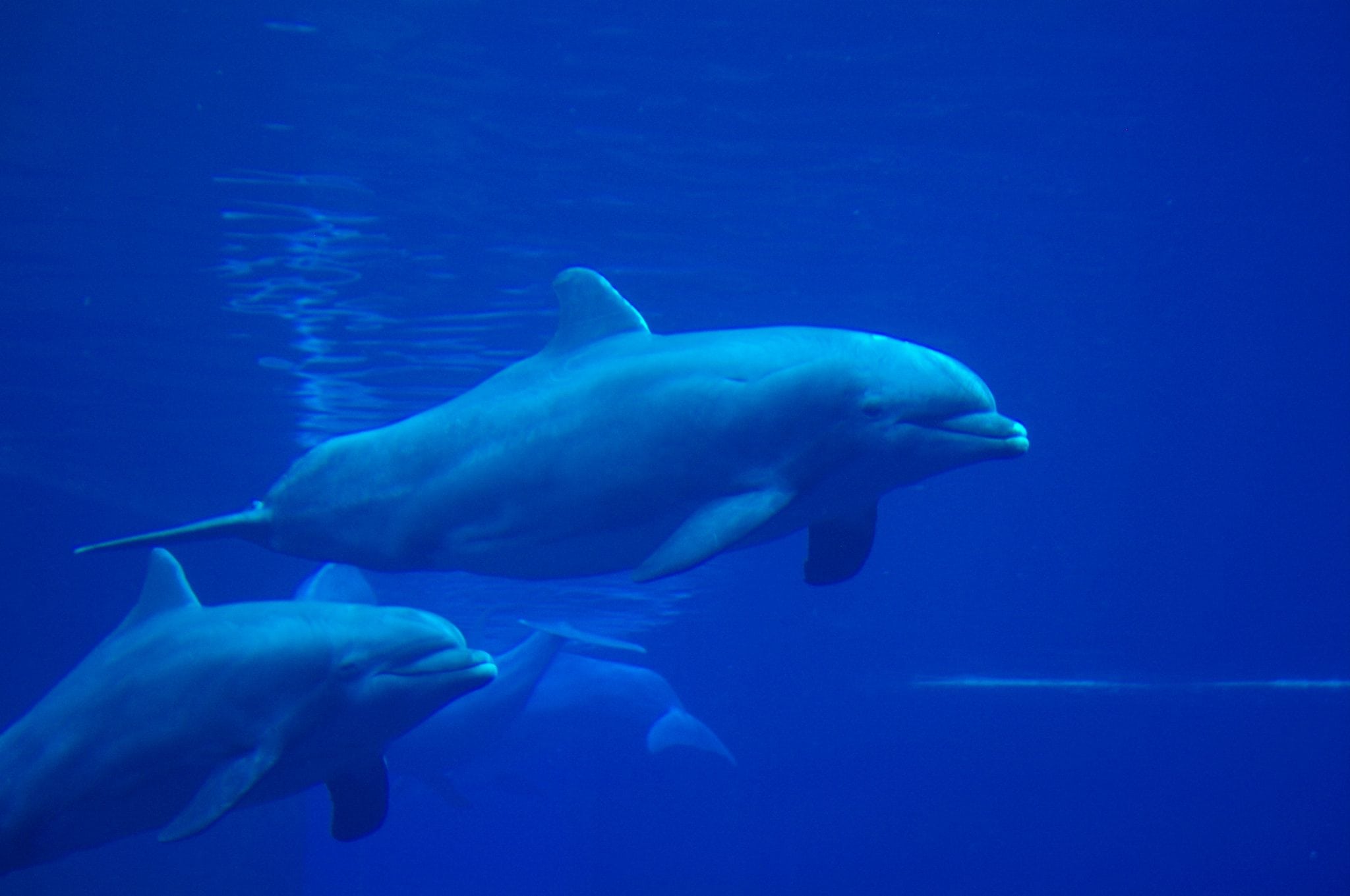 Delfin Moby Nürnberg