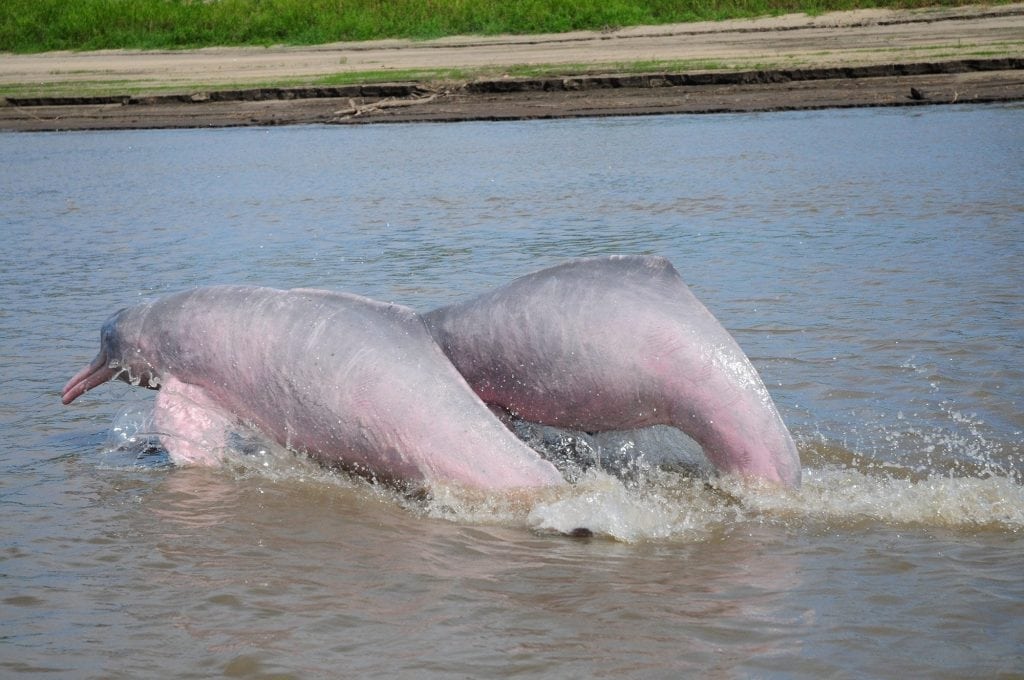 Amazonas-Flussdelfin (Boto)