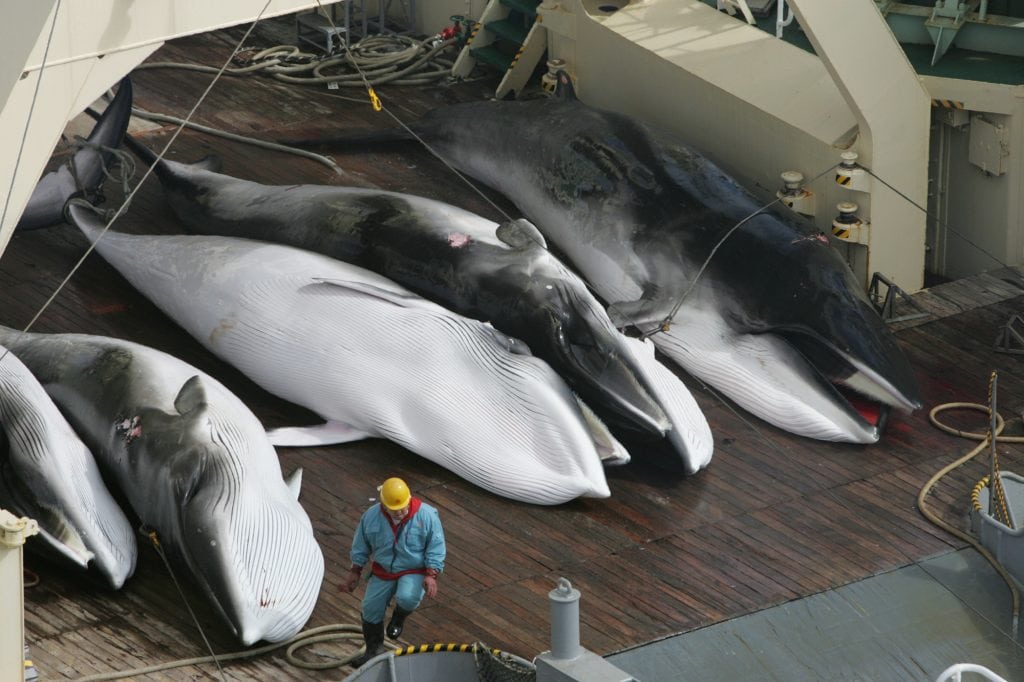 Whaling in Japan