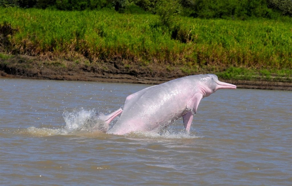 Boto / Amazonas-Flussdelfin