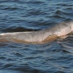 amazon-river-dolphin-fernando-trujillo-2