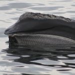 Feeding North Atlantic right whale