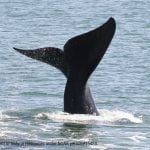 North Atlantic right whale fluke