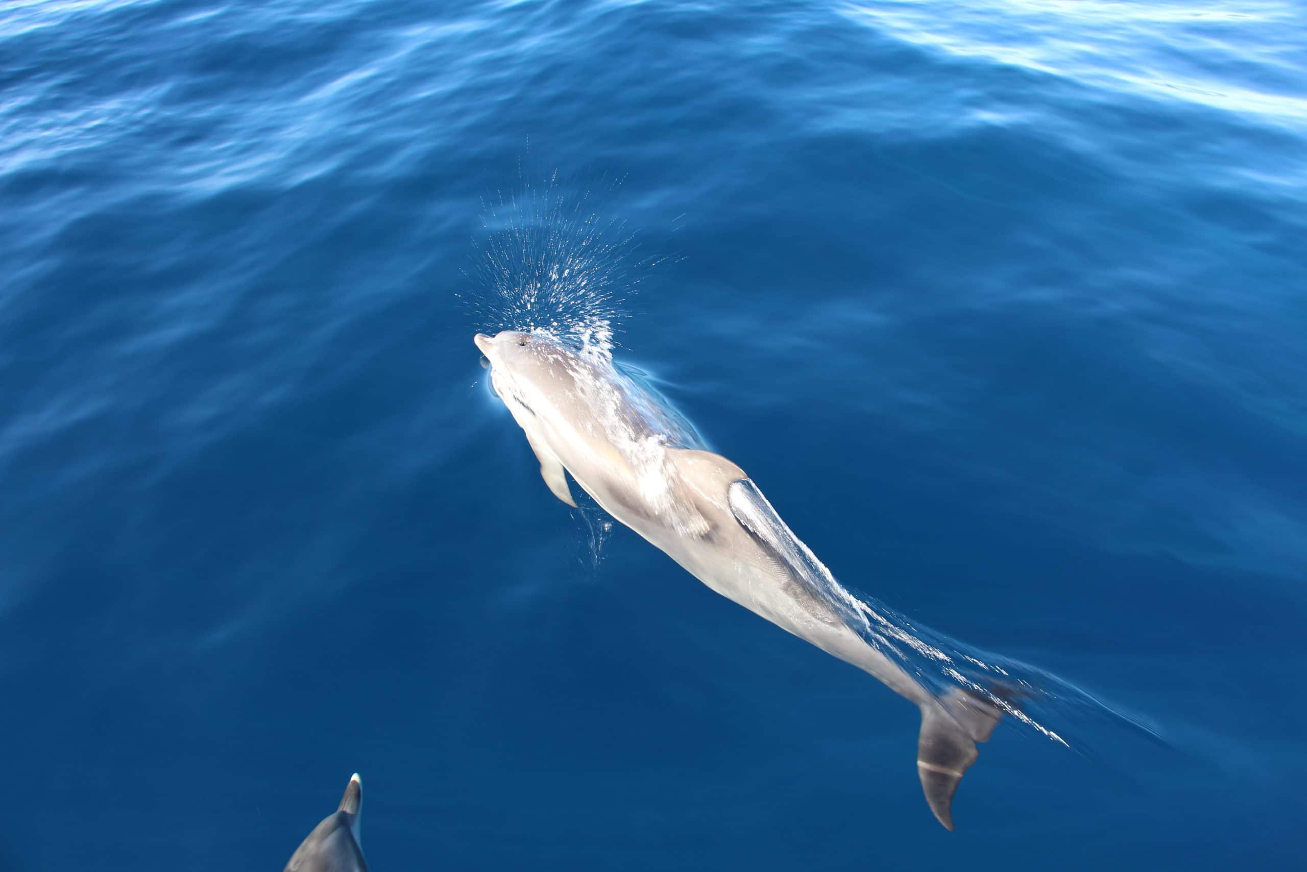 Wie atmen Delfine - Blasloch eines Delfins - C - Michaela Harfst