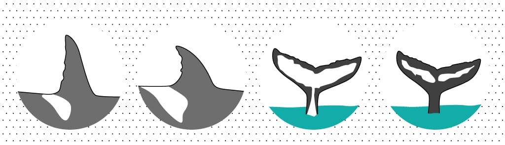 Finne und Fluke helfen bei der Identifikation von einzelnen Walen oder Delfinen