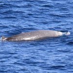 Cuvier's beaked whale