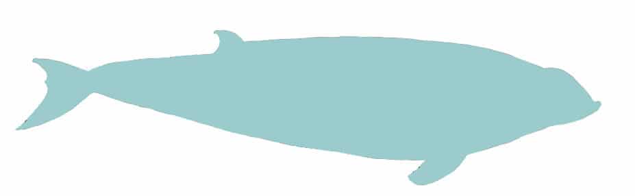 Beaked whale illustration