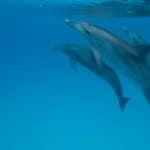Three Atlantic spotted dolphins