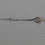 Ganges river dolphin