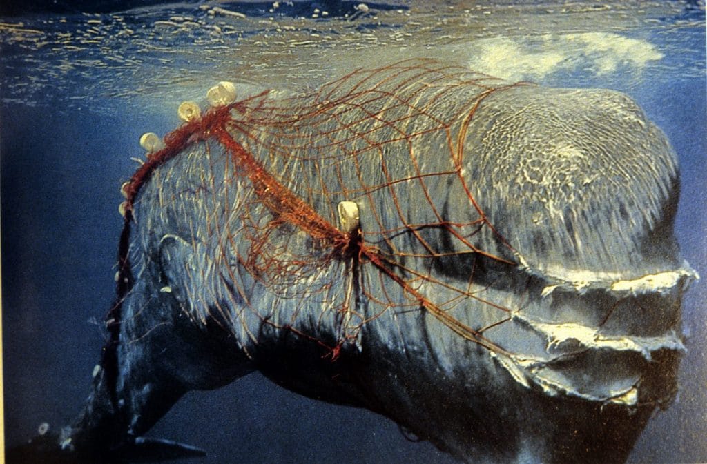 Netze können Wale über lange Zeit beeinträchtigen (C) Dr. Albert Romeo