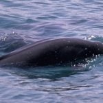 Indo-Pacific finless porpoise