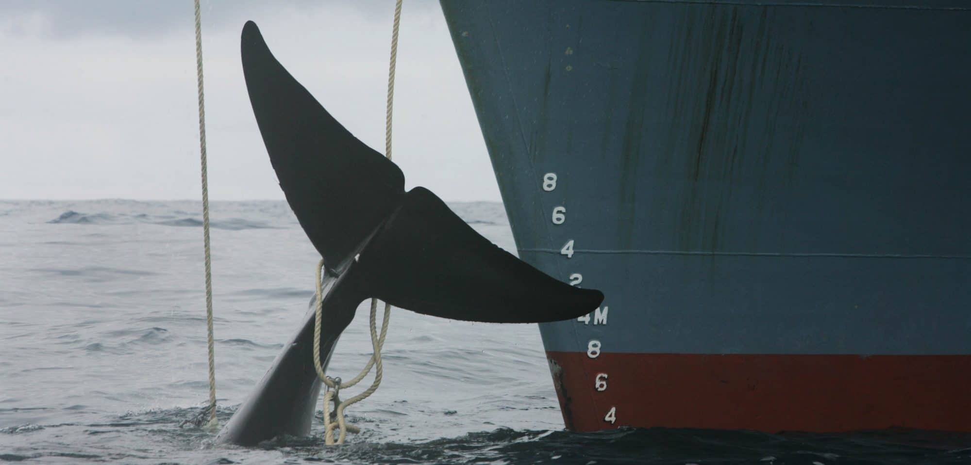 Von Walfänger*innen gefangener Zwergwal in der Antarktis (C) Jeremy Sutton-Hibbert