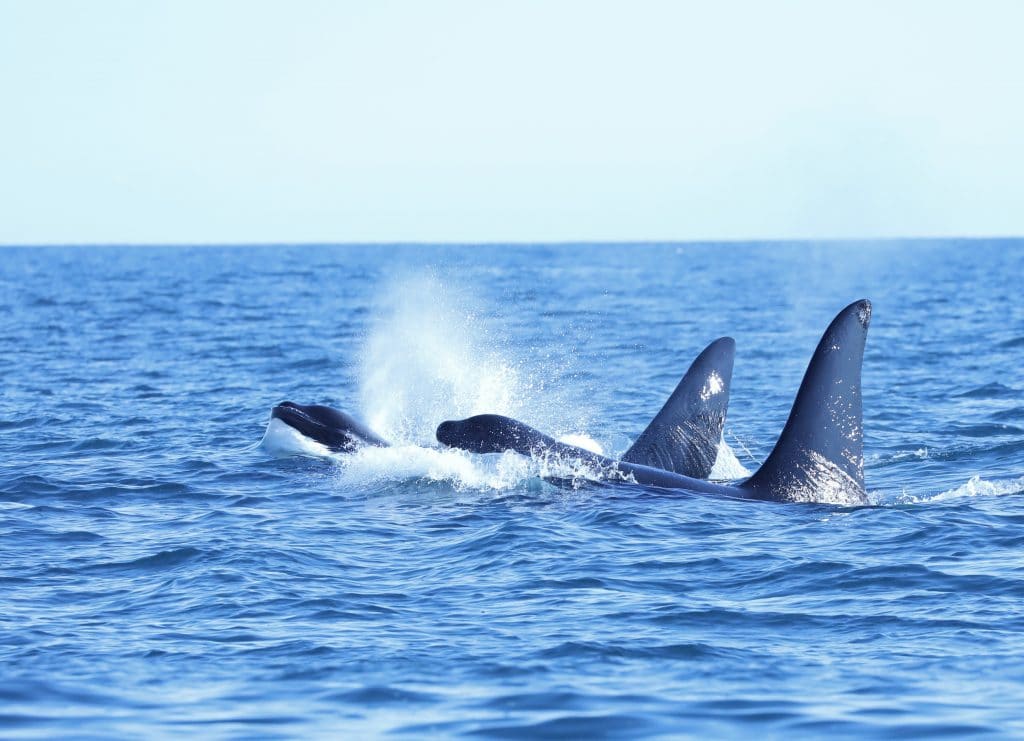 Die beiden Orca-Männchen "John Coe" und "Aquarius" könnten die letzten verbliebenen Familienmitglieder der "West Coast Community" vor Großbritannien sein. (C) Steve Truluck