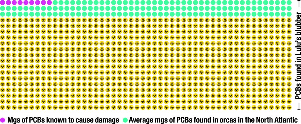 Lila: Menge von PCBs, die nachweislich zu Schäden im Organismus führen; Grün: durchschnittliche Menge von PCBs, die in den Körpern von Orcas im Nordatlantik nachgewiesen wurden; Gelb: Menge von PCBs, die in Lulus Körper gefunden wurde. 