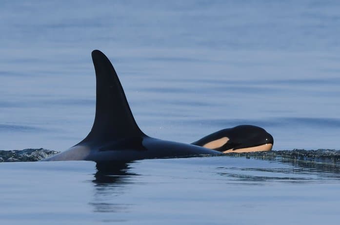 Tahlequah (J35) with her calfmit ihrem Nachwuchs J57. Photo byFoto: Katie Jones, Center for Whale Research / Permit #21238