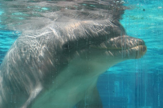 Delfin in Gefangenschaft (C) WDC