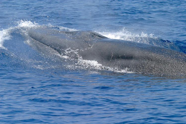 Rice-Wal beim Auftauchen (C) NOAA