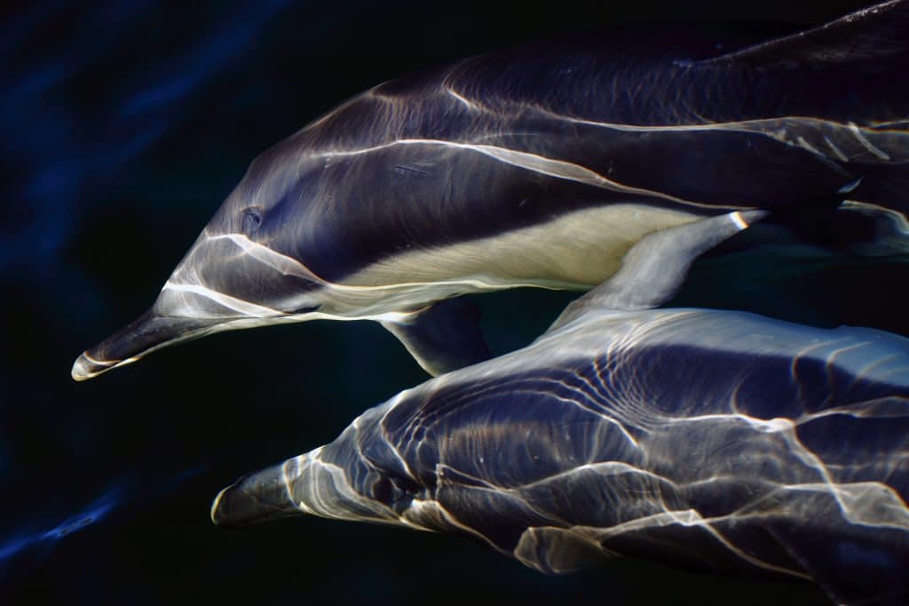 Delfine dicht unter der Wasseroberfläche