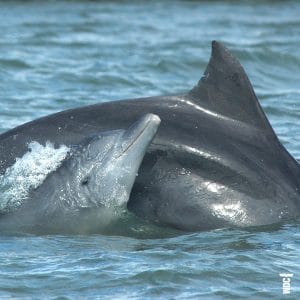 Blog: Nachwuchs bei Delfinen in Südkorea