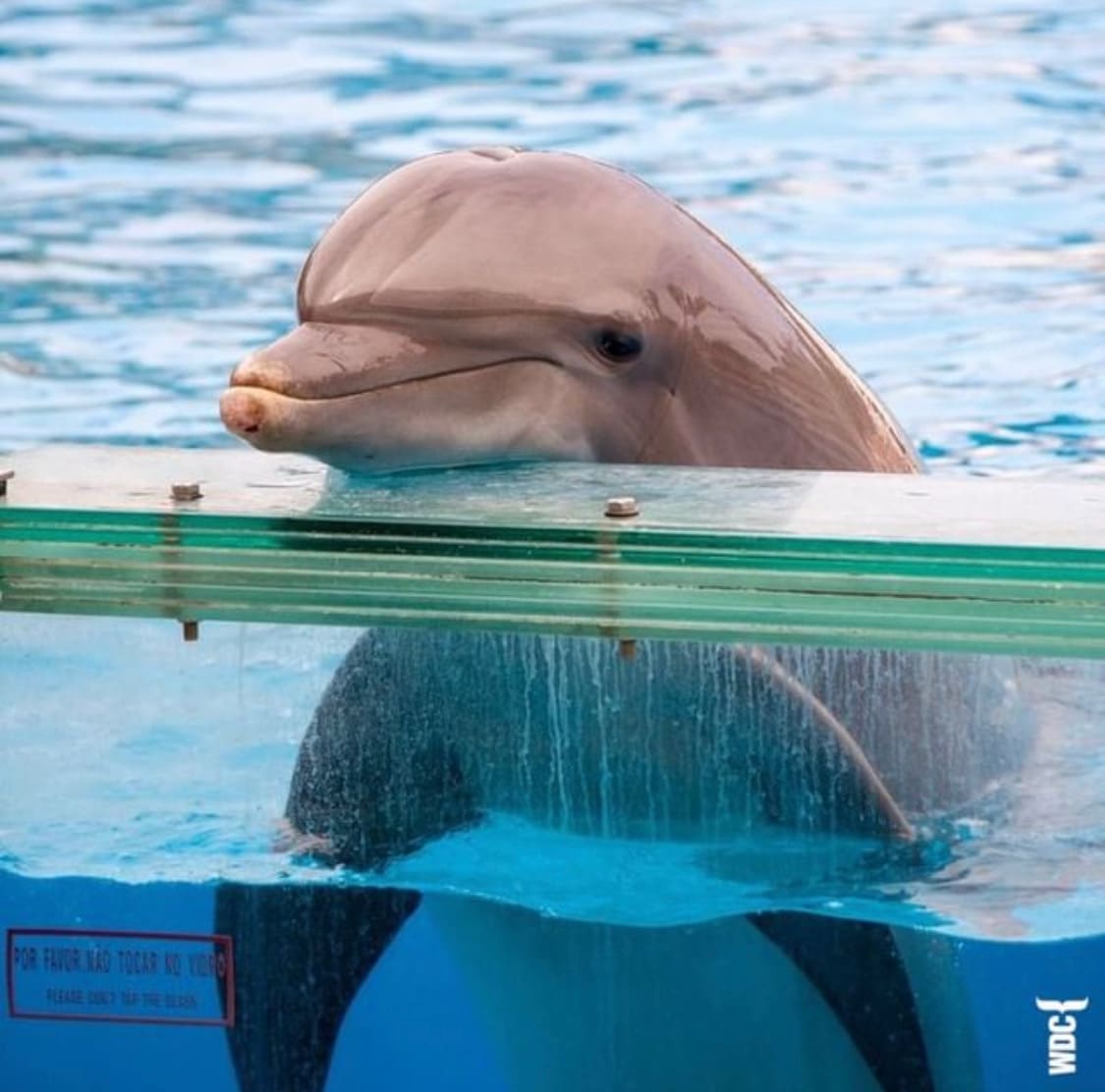 Delfin am Beckenrand