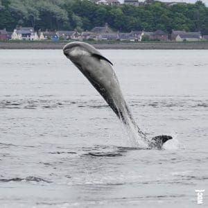 Mehr über die Delfine vor Schottland & die Patenschaften