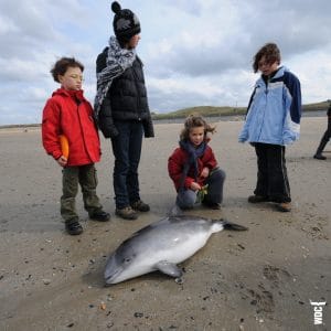 Blog: Steht die Wende im Schweinswalschutz bevor?